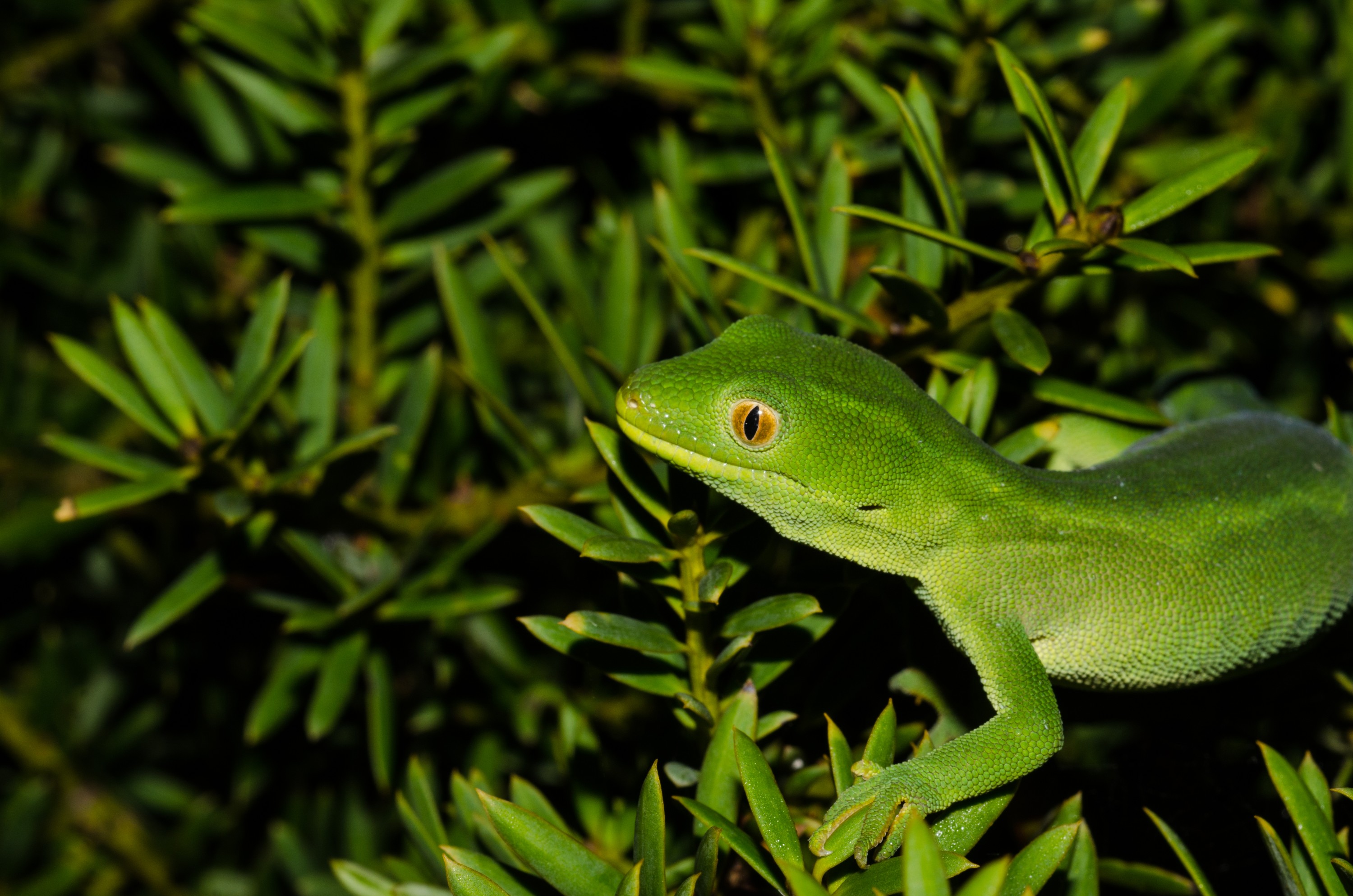 DSC_0003 – Auckland, green, gecko, Naultinus, elegans, elegans, home, lizard, Crispin, reptiles, amphibians, rare, cold, blood, new, new zealand, zealand, nz
